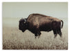 Signature Design Sepia Wall Art