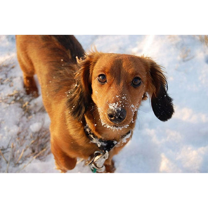 Road Runner Pet Friendly Ice Melt, 9lb Jug - open_box